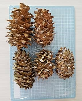 ￼朝鮮五葉松　殻付き松の実2キロその他 朝鮮五葉松 殻付き松の実2キロその他